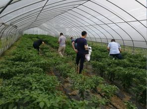 開展農(nóng)產(chǎn)品例行監(jiān)測 守護(hù)舌尖上的安全