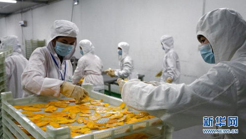 小芒果里的“大商機(jī)” 中國(guó)為柬埔寨農(nóng)產(chǎn)品出口開辟?gòu)V闊新天地